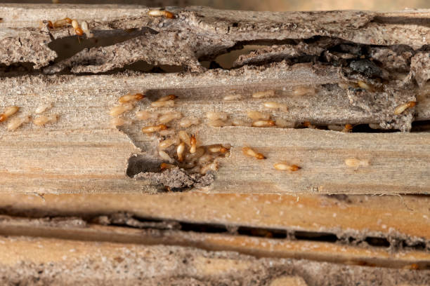 Best Termite Control Services  in Montague, MI