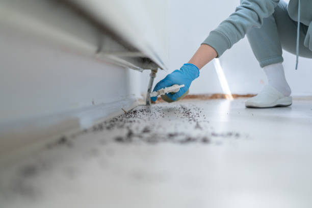 Best Affordable Pest Control Services  in Montague, MI